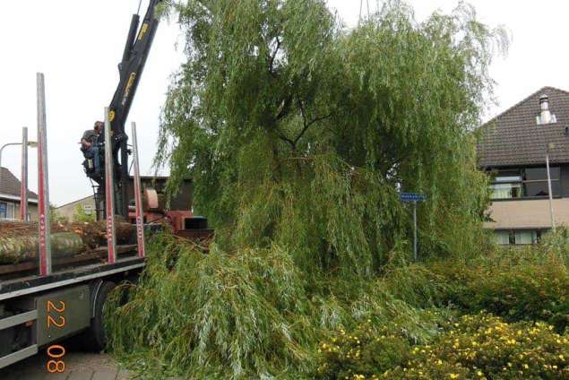 rooien en kappen van bomen in Tilburg